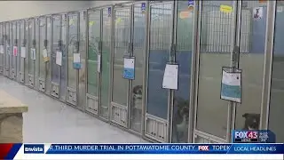 Topeka shelter celebrates the Super Bowl with low adoption fees