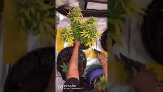 Harvesting Banana Blaze Auto