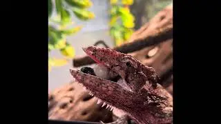 Cuban false chameleon eating snail
