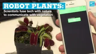 'Robot plants': Scientists fuse tech with nature to communicate with vegetation