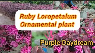 All about Ruby Loropetalum flower plant/Fringe Flower an evergreen colourful foliage plant/trending