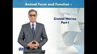 Cranial Nerves Part 1 | Animal Form & Function 1 (Theory) | ZOO516T_Topic052