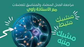 شرح مبسط ومراجعة التنسيق المتضاد للعضلات -مشبك منبه-مشبك مثبط -سنة ثانية ثانوي