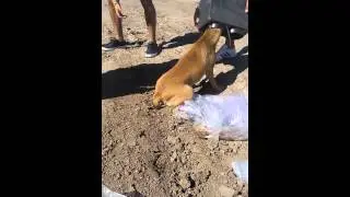 &iexcl;&iexcl;&iexcl;INCREIBLE!!! Perro atazcado en un parlante
