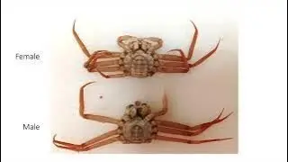 Determining the sex and stage of maturity of snow crab (Chionoecetes opilio)