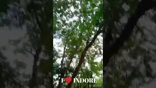 #green #greenery #nature #greencity #indore #trees #monsoon #trending #beautiful #roadside