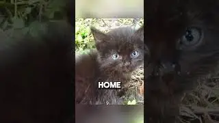 The poor homeless kitten and the truth #cats #saved #viral