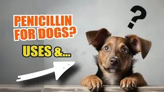 ПЕНИЦИЛЛИН ДЛЯ СОБАК: 💊🐶 Применение, дозировка и побочные эффекты