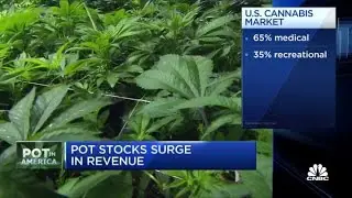 Pot stocks surge as federal legalization looms