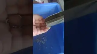 302 lobster claw clasp spring assembly machine