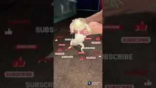 the lizard dance be like
