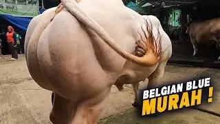 Sapi Belgian Blue Murah🔥  Tinggal 2 lagi, langsung buka harga