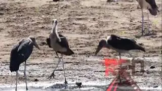 Marabou Stork flying South Africa Wild Life Animal