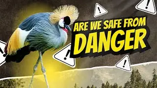 3 Minutes to Help SAVE This Bird From EXTINCTION