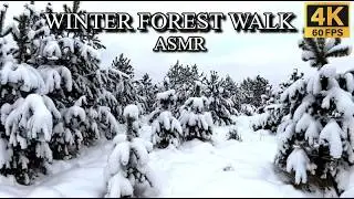 FALLING SNOW IN A WINTER FOREST ❄️ FOOTSTEPS, SNOWFALL & CALM NATURE ASMR 🌲4K📺