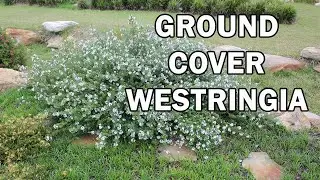 MUNDI™ Westringia is a dense groundcover with white flowers | Ozbreed Native Shrubs & Groundcovers