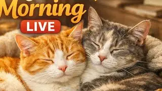Cozy Cat Morning LIVE 🐱 Soft Relaxing Vibes | Calm Start Your Day | No Talking