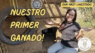 SURPRISE! The First Livestock on Our Off-Grid Ranch in Mexico 🤠 Bringing Them Home +Breed + Costs!