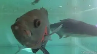 4 Feet Fish tank  OSCAR Fish SHARK Fish