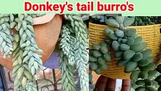 How to propagate donkey's tail burro's tail succulent plant in nepali ||👌❤️