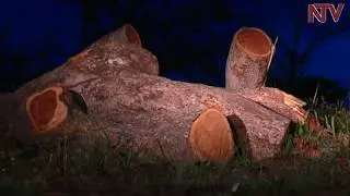 Forestry Authority accuses URA officials of facilitating illegal timber business