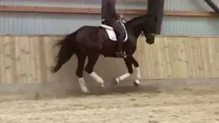 Shugon 6 years old Dressage Horse for sale