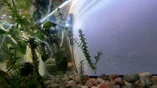 Frichphood Breeding Project: Laubuka dadiburjori