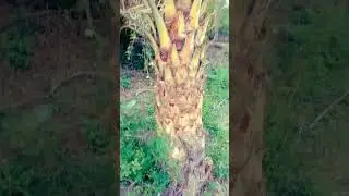eethakayalu // galli dhosthan A to Z