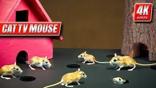 Cat TV Mouse &mdash; Real Gerbils Run, Hide & Play in Tiny Houses | 8 Hours 4K 60FPS Cat Entertainment