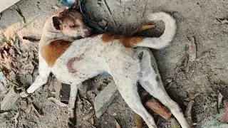 আমার মুরগির খামারে কুকুরের হামলা।Dog attack on my chicken farm. #dog#attack#kill#hen #farm