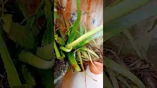 vastu tips#shorts video#yshorts#
