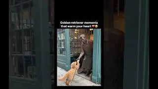 Golden retriever moments that warm your heart ❤️&zwj;🩹🥹