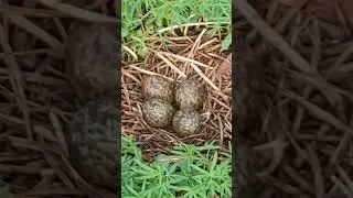 The Plover's Eggs