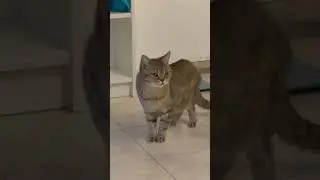 Kitty sweety