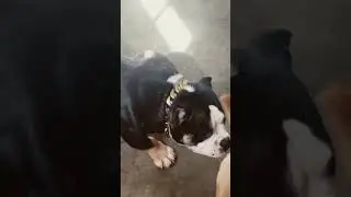The champ🔥😝 #dog #viral #bullypedia #puppy #viral #bullypedia #shorts #shortsfeed
