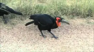 4 Ground Hornbills - 27 April 2012 - Kruger Sightings