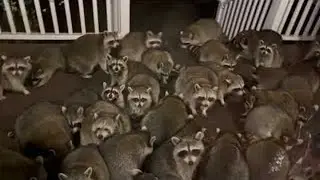 Horde of Raccoons Swarms Porch || ViralHog
