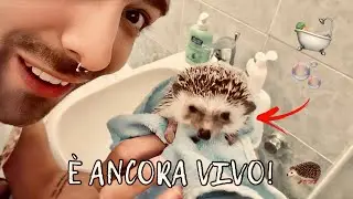 FACCIAMO IL BAGNETTO ESTIVO AD HARVEY, IL MIO RICCIO AFRICANO! 🦔 | Vlog 07/agosto/2023
