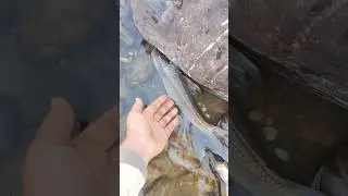 घायल मछली को कैसे बचाएं  ! How to save an injured fish ! #shorts #fishing