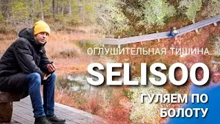 Поездка на болото. Оглушительная тишина Селисоо (Ida-Virumaa, Eesti) aero 4K. Идея для выходного дня