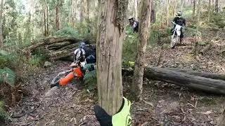 Wombat Forest