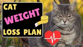 How To Help Your Cat Lose Weight Naturally