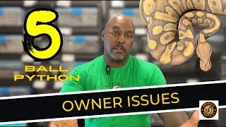 Top 5 Issues Owning a Ball Python | #ballpython #pets #snake #youtubevideos
