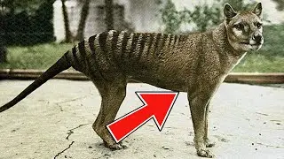 21 Extinct Animals We&rsquo;ve Lost In The Last 150 Year