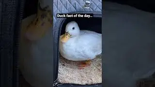 Munchkin the Duck is Crying?!