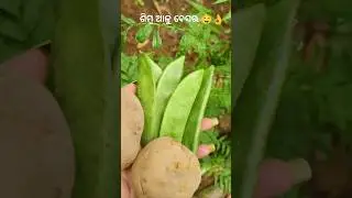 ଶିମ୍ବ ଆଳୁ ବେସର👌/Simba alu besara🤤 #shorts #village #desi #trending #viralshort #yt #ytshorts #recipe