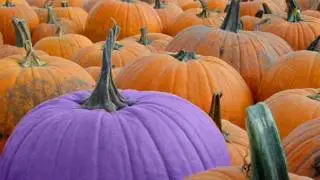 The Purple Pumpkin Song