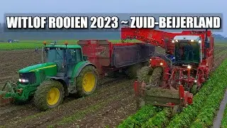 Witlof Rooien 2023 Zuid-Beijerland ~ Dewulf RBPA3060