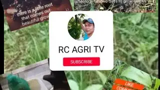 paano patubuin ang saluyot  /how jute seeds germinate