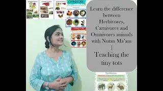 Herbivores | Carnivores | Omnivores | Types of Animals |  Teaching the tiny tots